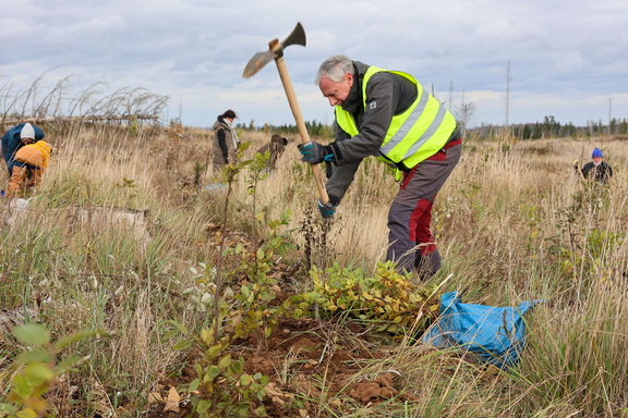 Nur mit Spitzhacke war es möglich die Setzlinge in den steinigen Boden zu pflanzen.